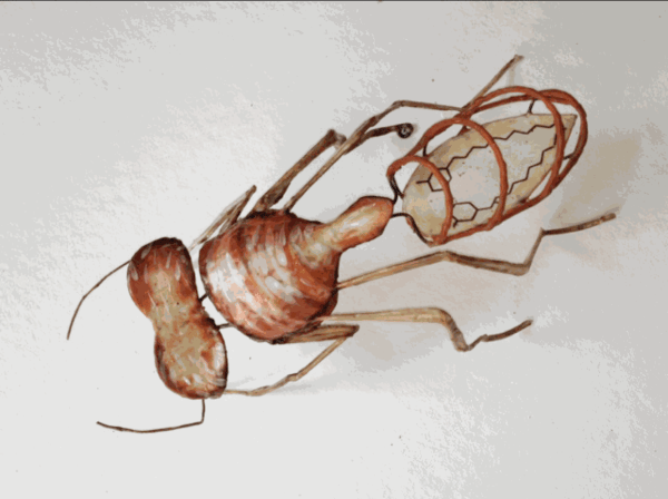 Fire Ant (Solenospin) © Christy Rupp