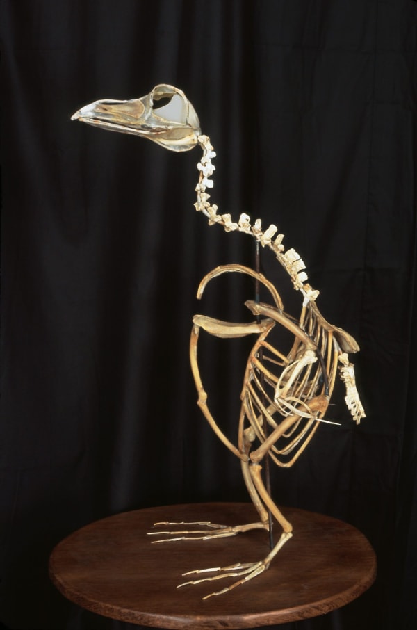 Christy Rupp, The Great Auk, from the series “Extinct birds previously consumed by Humans,” 2008. Welded steel, fast food chicken bones, paper, and mixed media, 32 x 17 x 22 in. Photo: Nick Ghiz