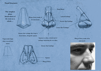 Anatomy for Figurative Artists - w/CRITIQUES I Part I: Skeletal Landmarks