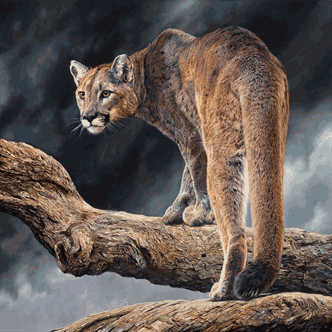 American Wildlife Workshop