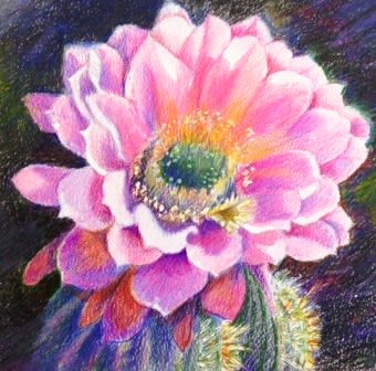 Realistic Drawing Flowers of the Desert