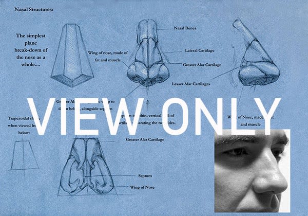 VIEW ONLY - Anatomy for Figurative Artists: Major Muscle Masses