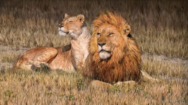 Big Cat Intensive