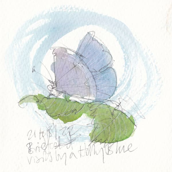 Passing holly blue (Dispatches from a Small World), 2022