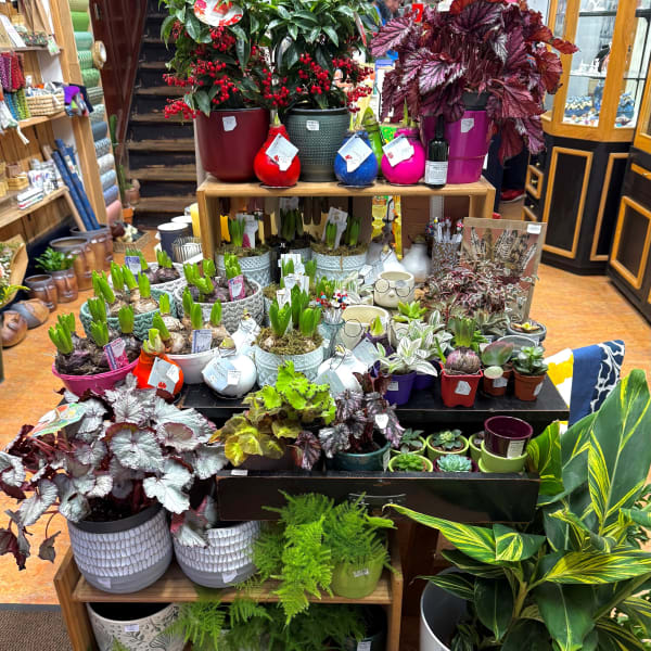 We are fully stocked with festive foliage to take you into the new year! From ferns and begonias to hyacinth and spring bulbs we are sure you will find something to brighten up the winter months!