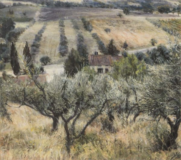 Olive Trees, Tuscany