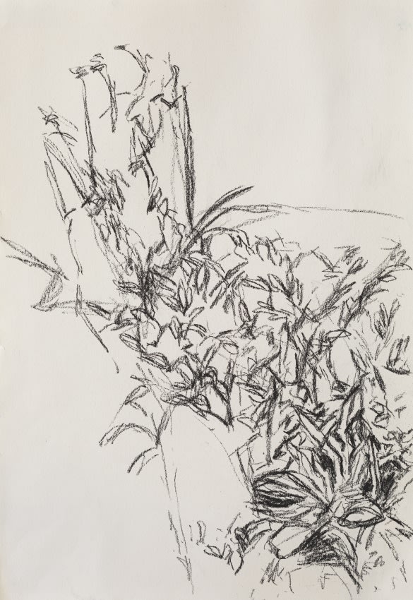 Nature Drawing by Julie Held