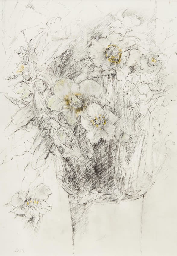 Helleborus Niger