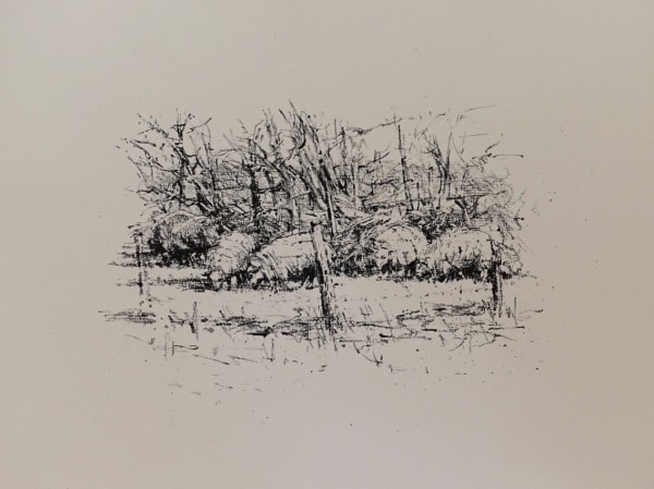 Sheep Grazing, Llwynhir