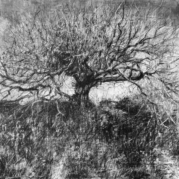 Tree Study