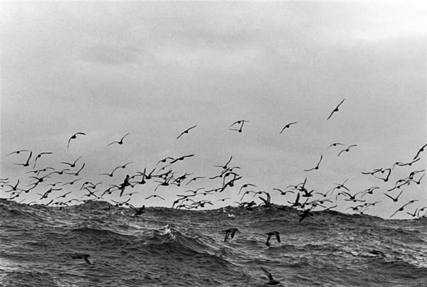 25Connewbruce Muttonbirds 6162 22 35 Web