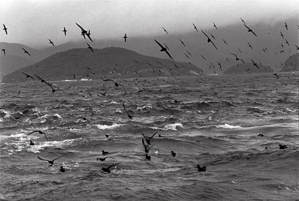 4Connewbruce Muttonbirds 6162 12 9 Web
