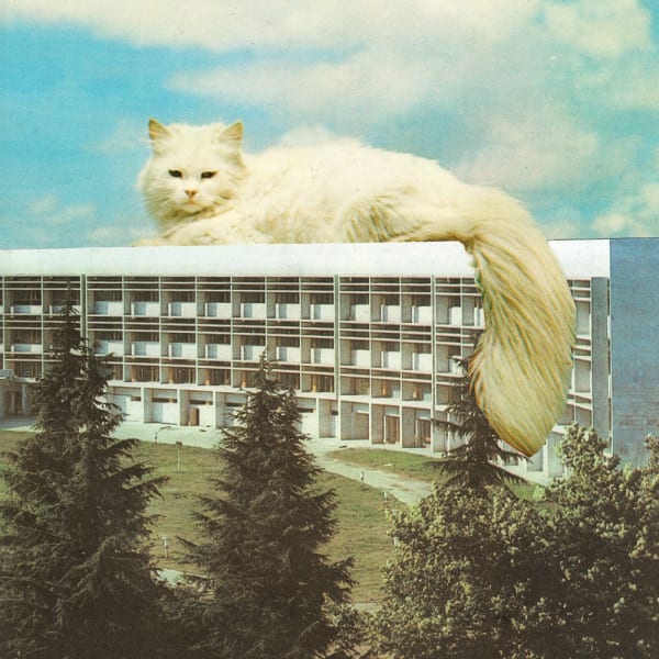 Bigpussyonthewhitehouse Meganarcher Web