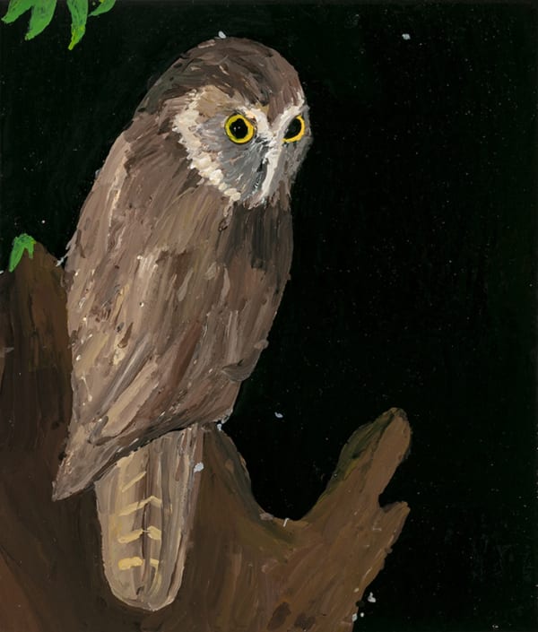 Lewer Morepork 2019