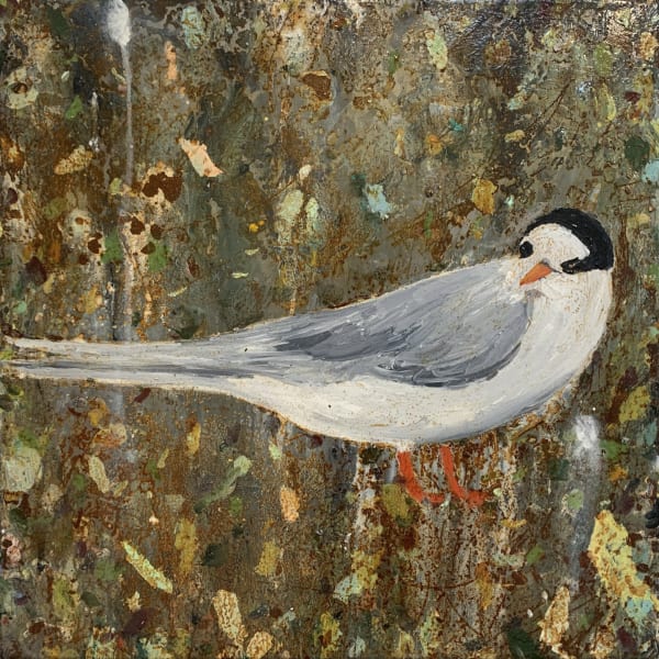 Nz Fairy Tern 2020