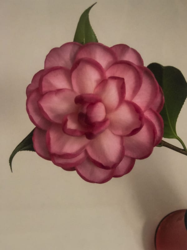 Peryer Camelia 2018