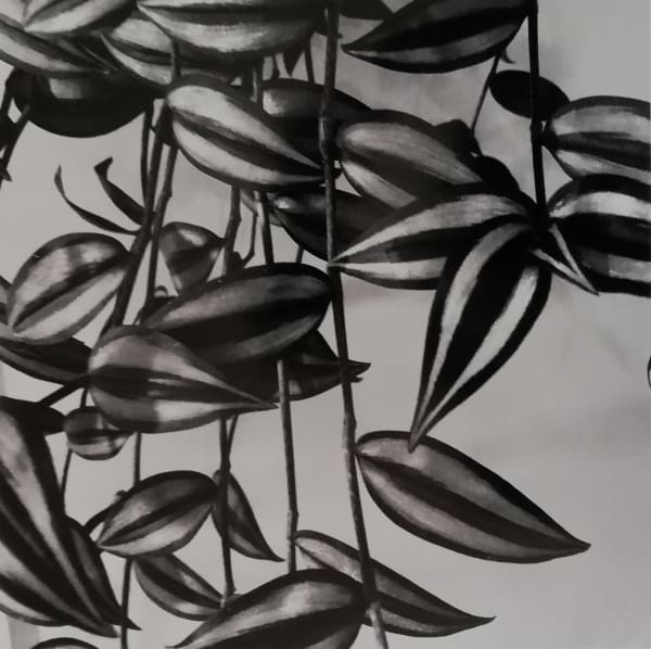 Tradescantia Zebrina Cropped