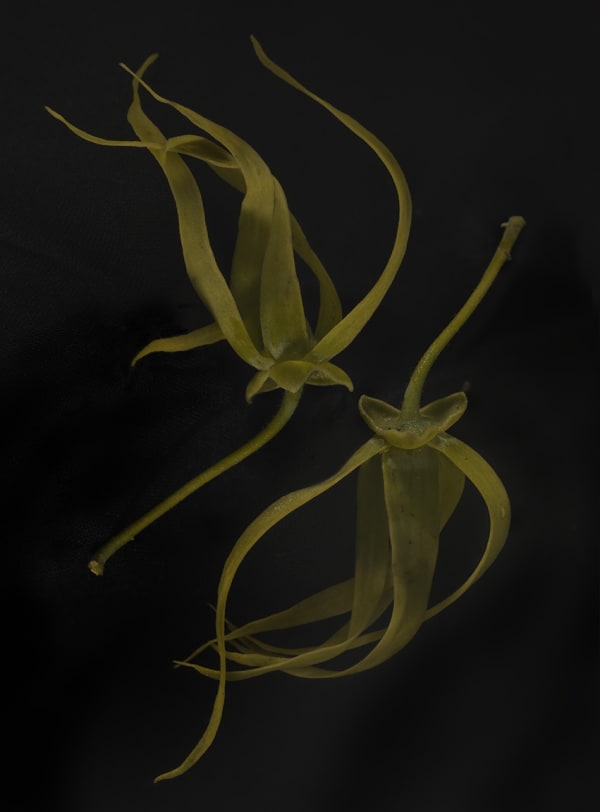 E Mokosoi Nine Fiji 2014 2343