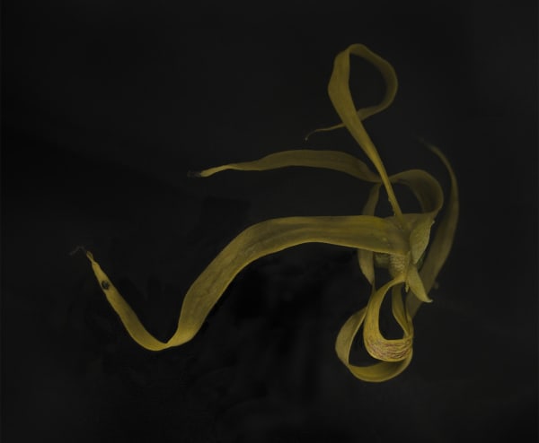 E Mokosoi Ten Fiji 2014