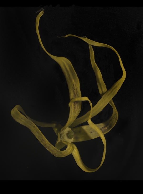 E Mokosoi Twelve Fiji 2014 2348 Copy Copy