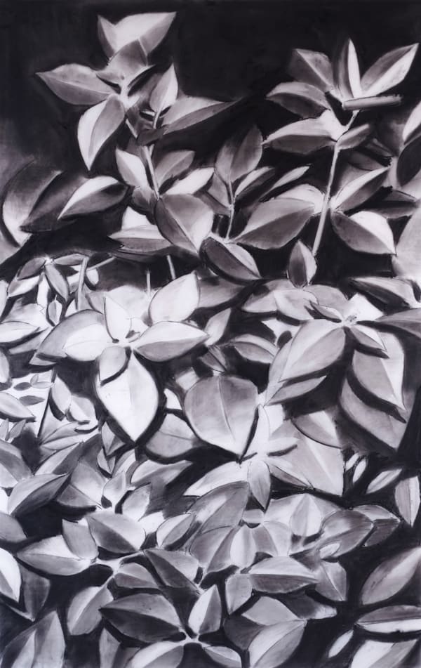 Night Plants 600X350