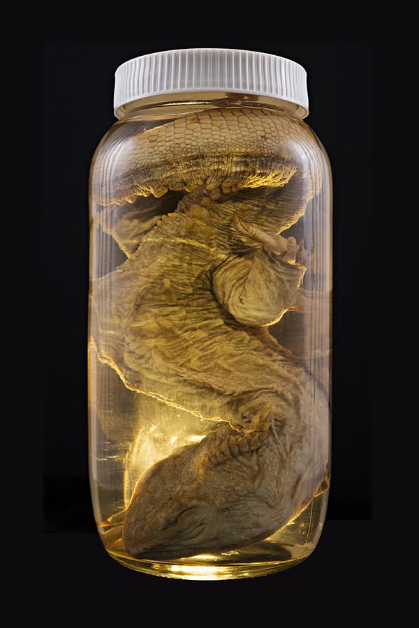 The Order Of Things 337