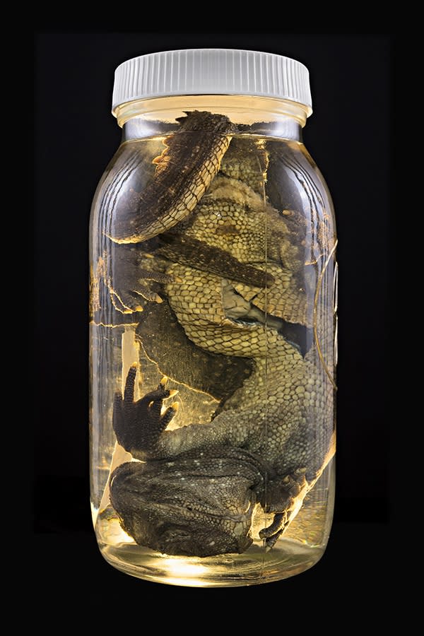 The Order Of Things 355