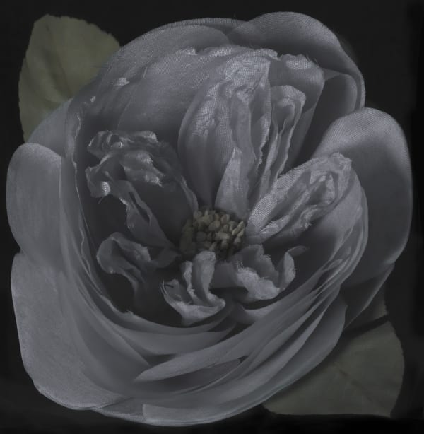 E Auntie Nellie S Rose 2011 0518