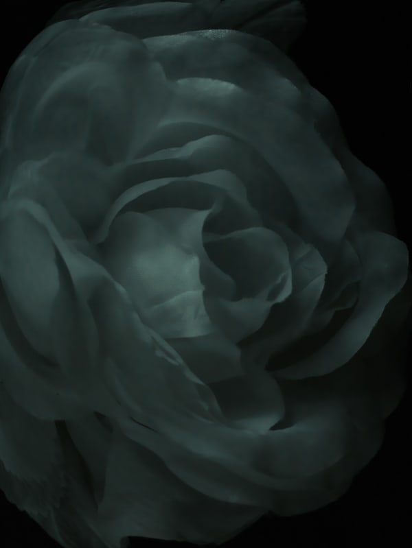 E New Stuart Cameron S Rose 2011 0000