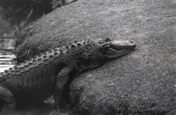 Alligator
