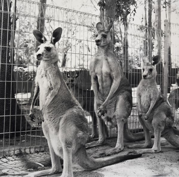 Kangaroos