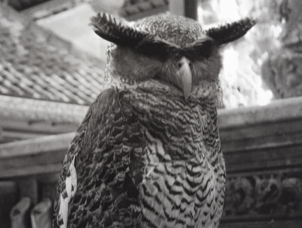 Owl