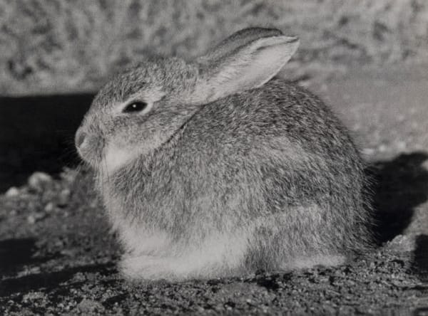 Rabbit