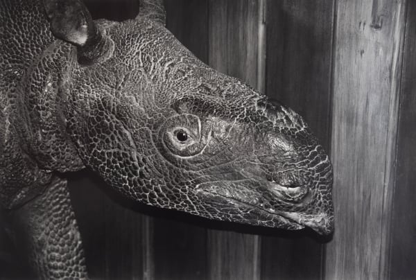 Rhrinoceros