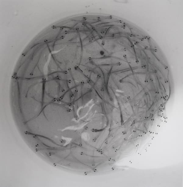 Whitebait