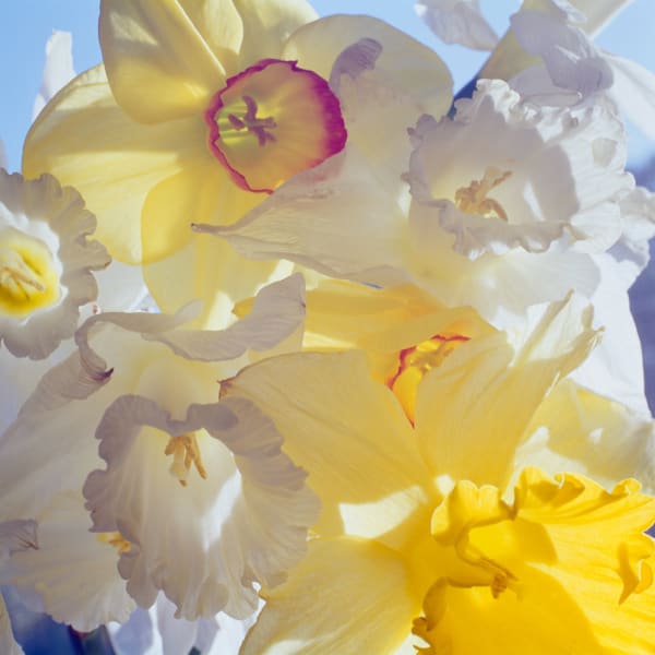 Daffodils 2005