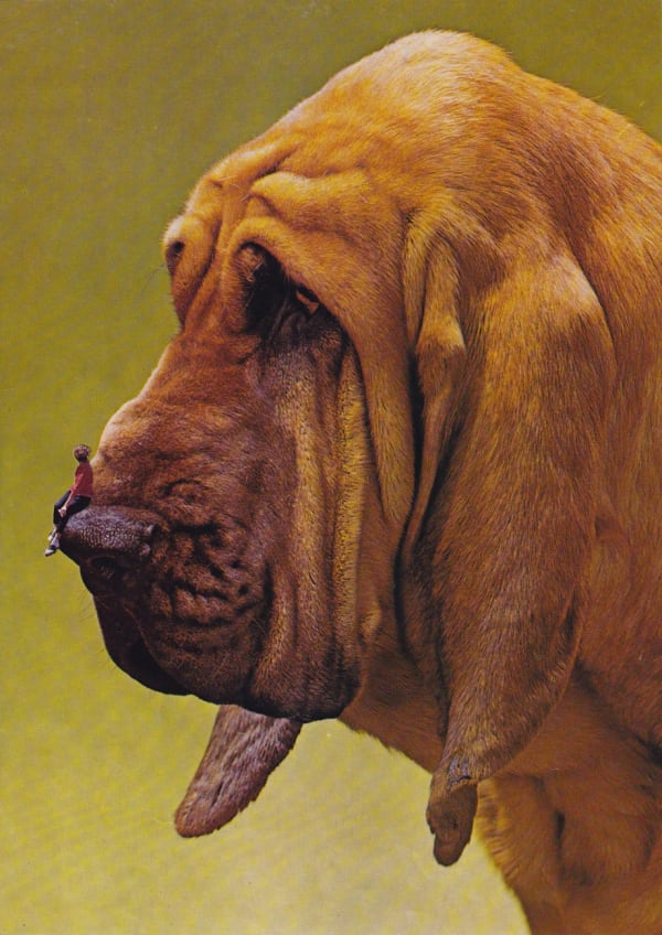 Thenoseofabloodhound Web