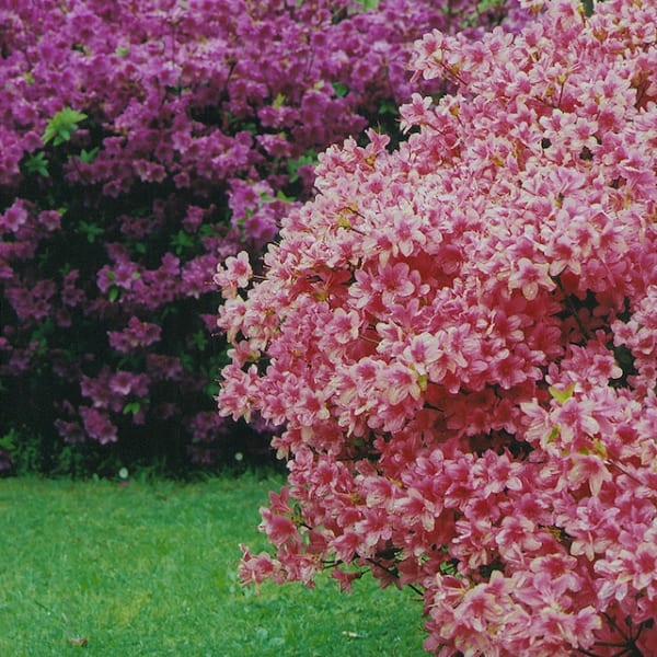 Azalea