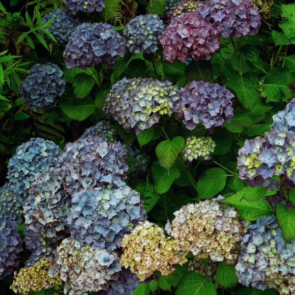 Hydrangea