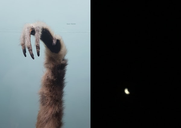 Have You Seen The Moon Tonight Adult Female