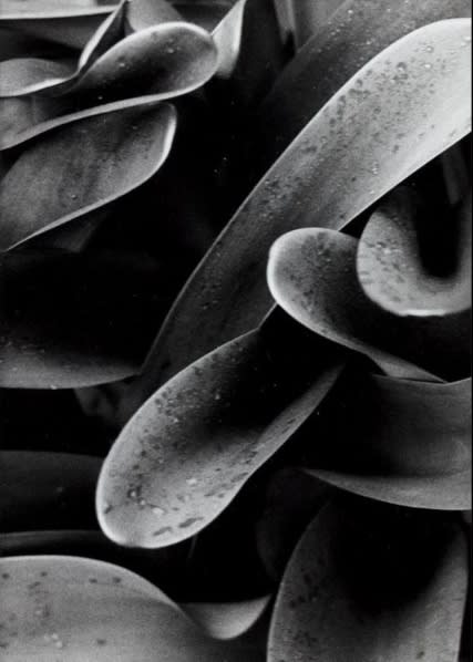 Peryer Blood Lily Email