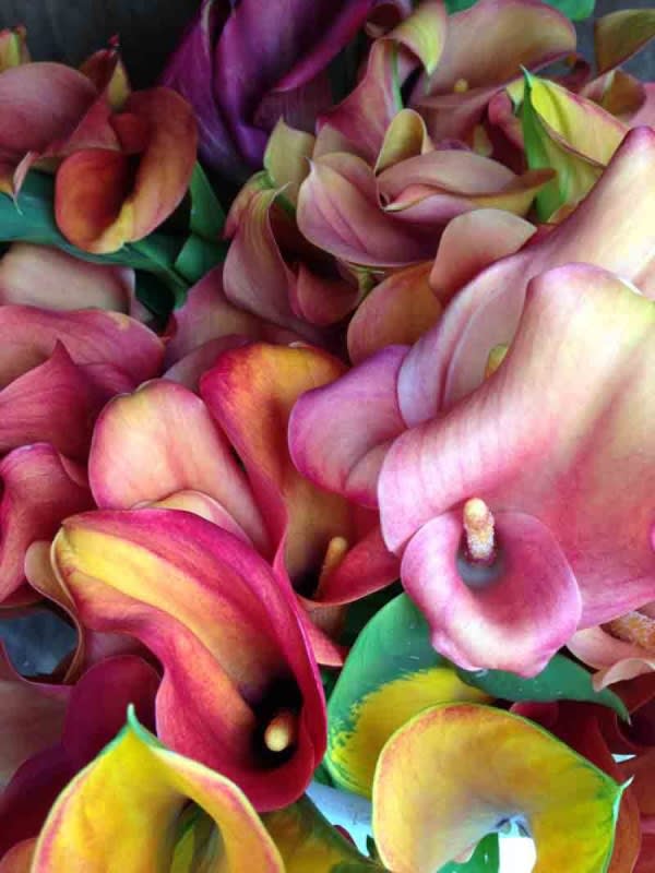 Peter Peryer Calla Lillies 2012
