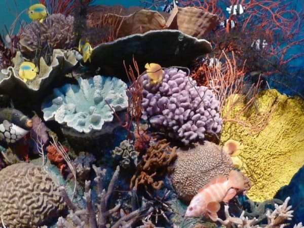 Peter Peryer Coral Reef 2013