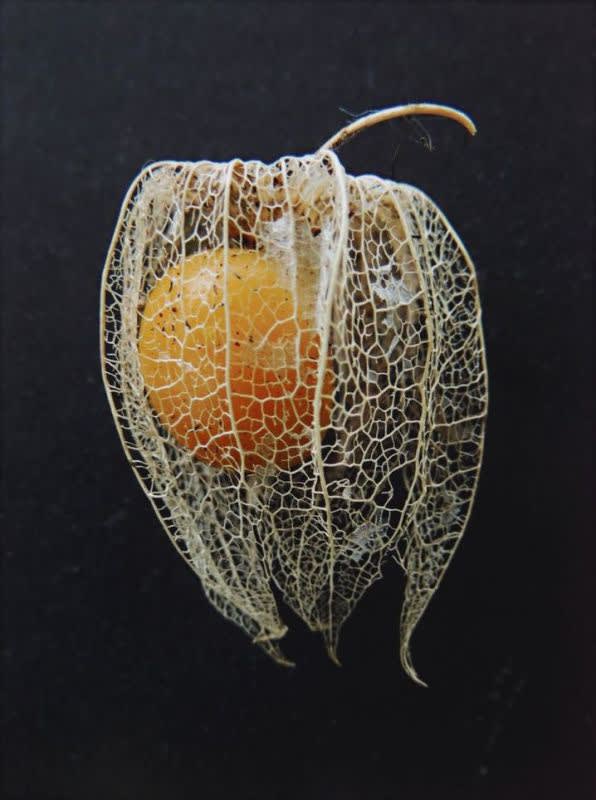 Peter Peryer Veil 2012