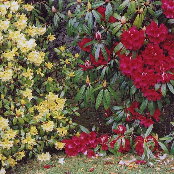 Rhododendron