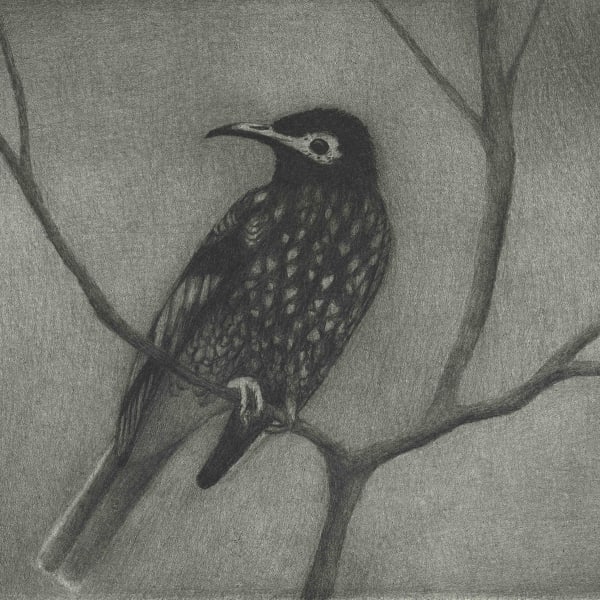 Richard Lewer | Confessions, Chalkboards & Bird Song