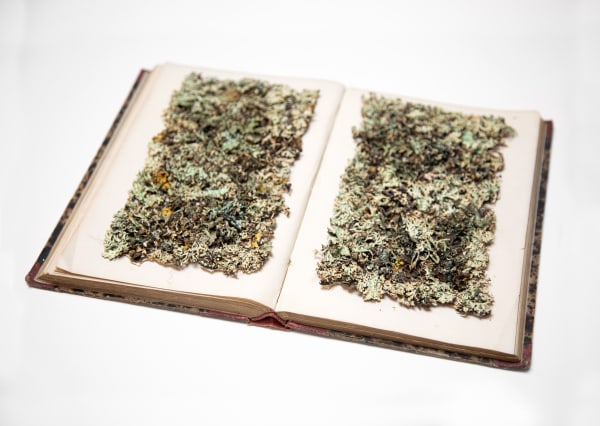 “New Kinds of Words III,” 2015, Vintage book, archivaly-preserved lichen, pearlescent powder pigments, bookbinding glue, 9 x 12.75 inches.