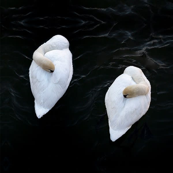 Swans - Visions of light and darkness Charlotte Fröling