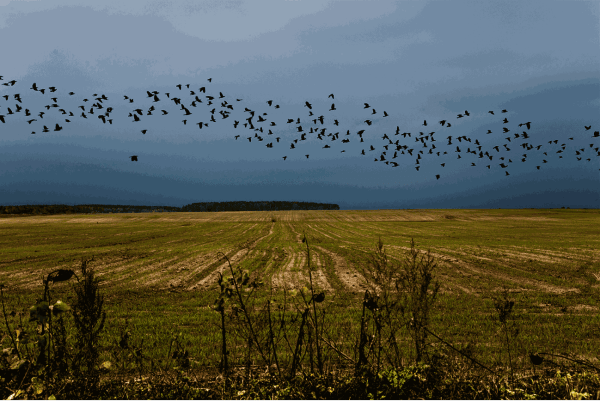 No Return Vsorochinski