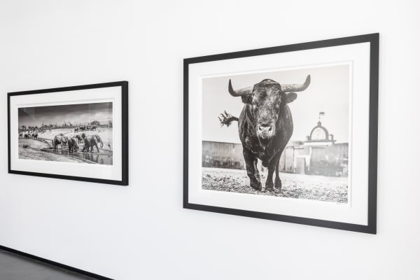 2024 07 16 Web In The Pink Space David Yarrow Loule Dd 36